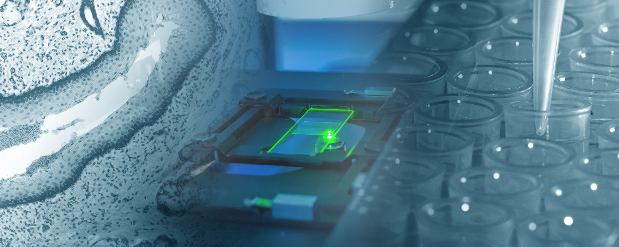 Fluorescence Light Microscopy: Technical Insights and Applications