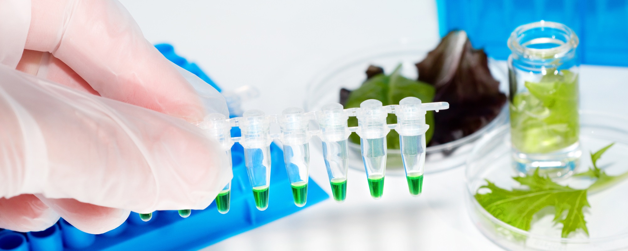 QuEChERS Extraction Modifications for Food Safety Testing