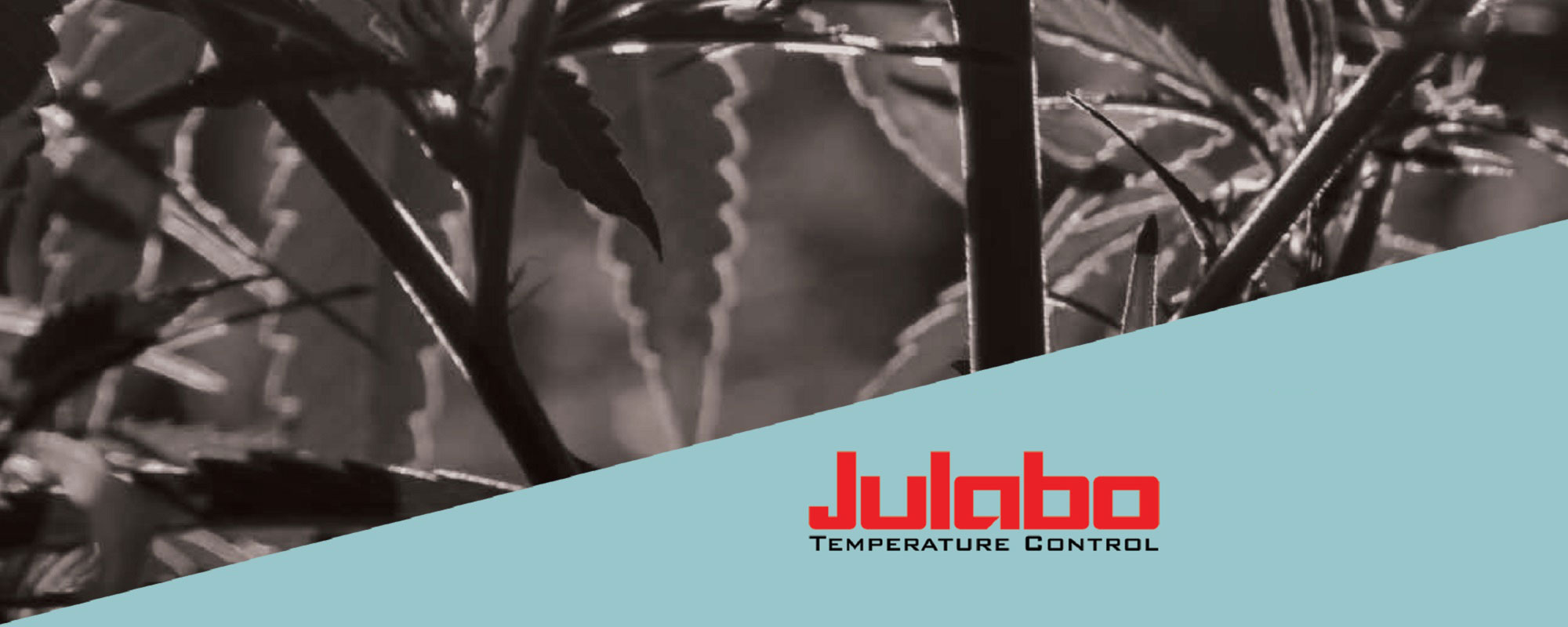 The Cannabis Workflow and the IMPORTANCE OF TEMPERATURE CONTROL
