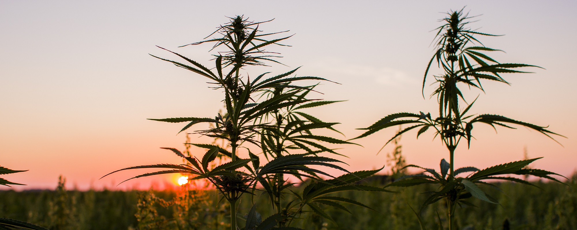 LabX Highlights of the 2017 Cannabis Science Conference