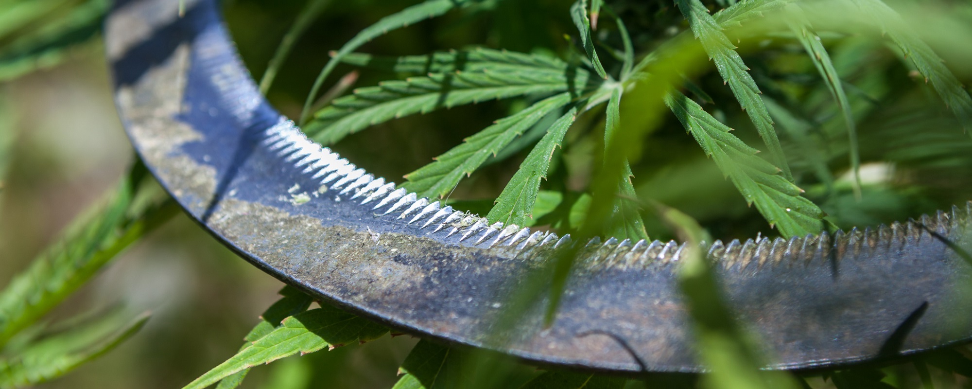 Advances in Cannabis Processing Equipment