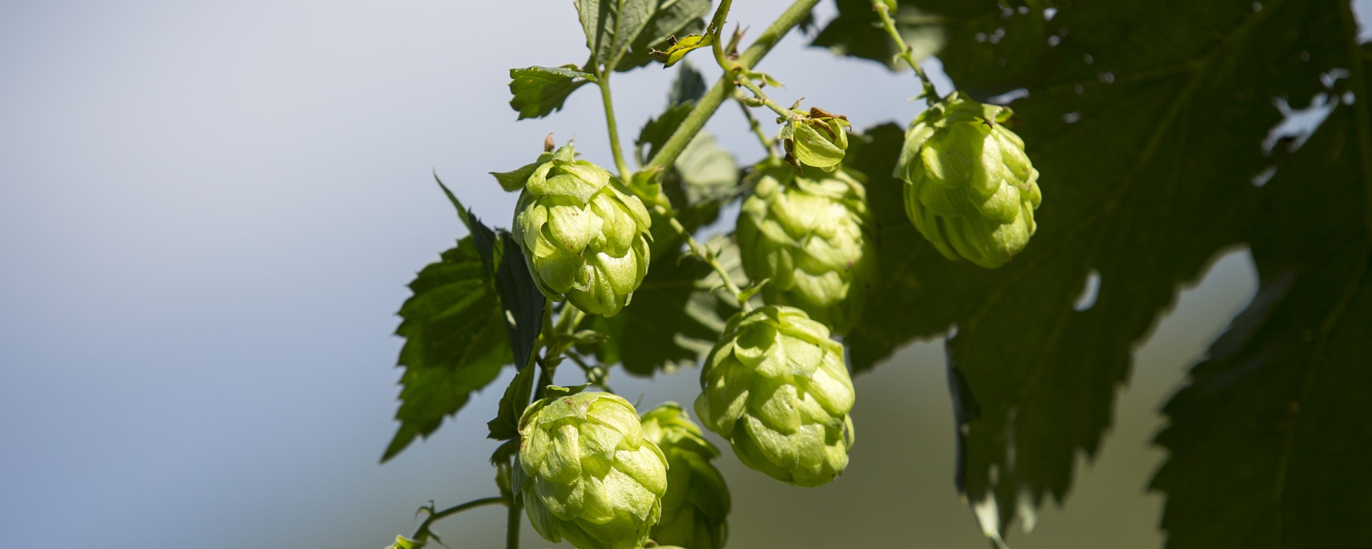Hemp versus Hops: Past, Present, and Future for an Unlikely Pairing