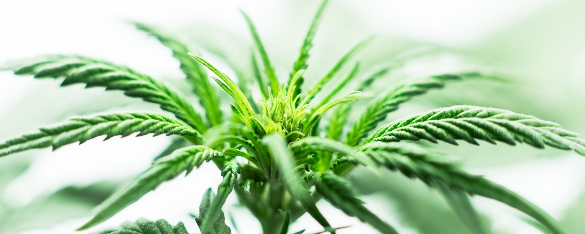 The PRO Scientific PRO Homogenizers and Generator Probes for Cannabis Processing and Testing