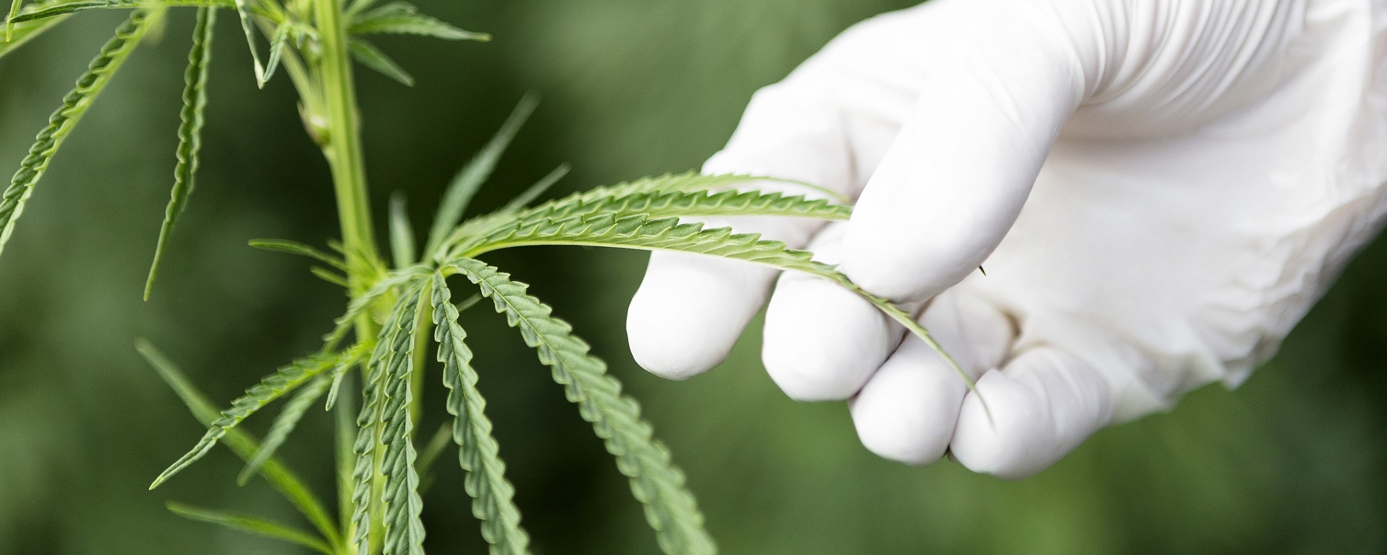 The Future of Medicinal Cannabis: Where Do We Grow from Here?