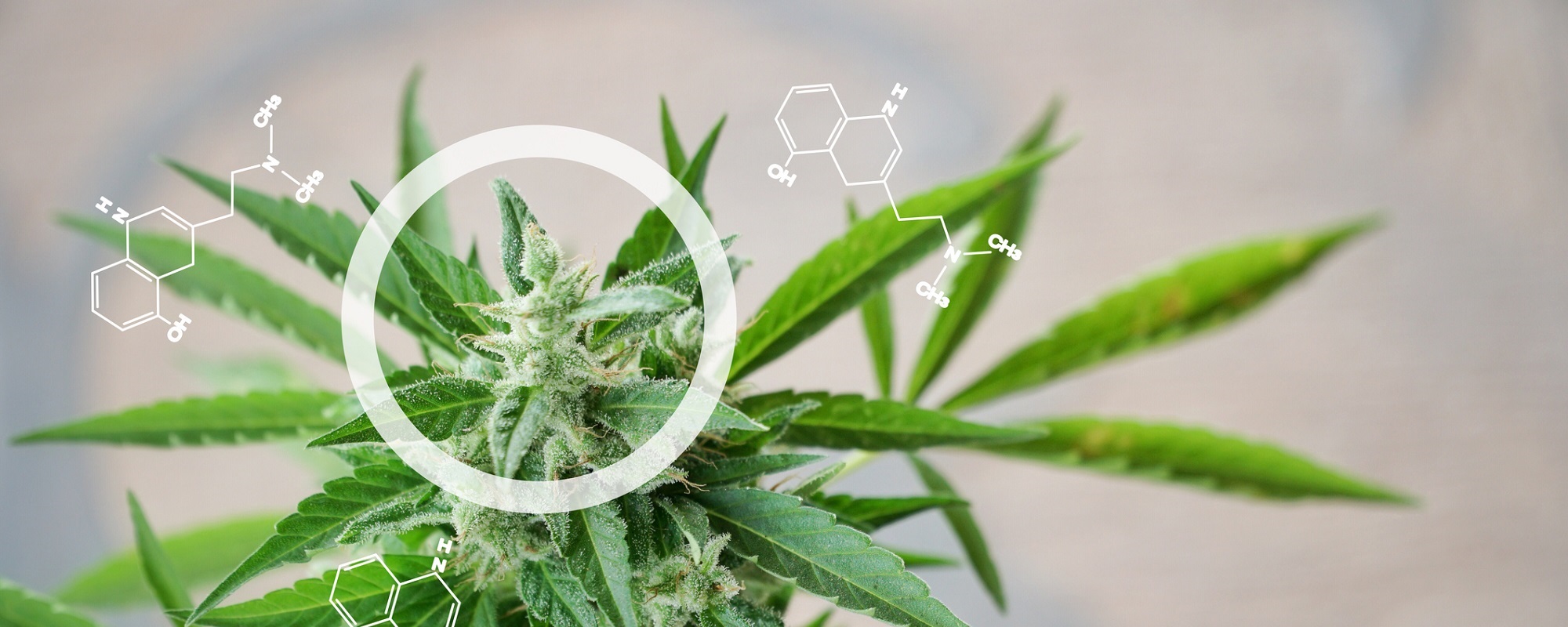LabX Preview of the 2018 Cannabis Science Conference