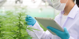 Updates on Cannabis Research and Regulation