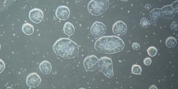 Microscopic image of stem cells