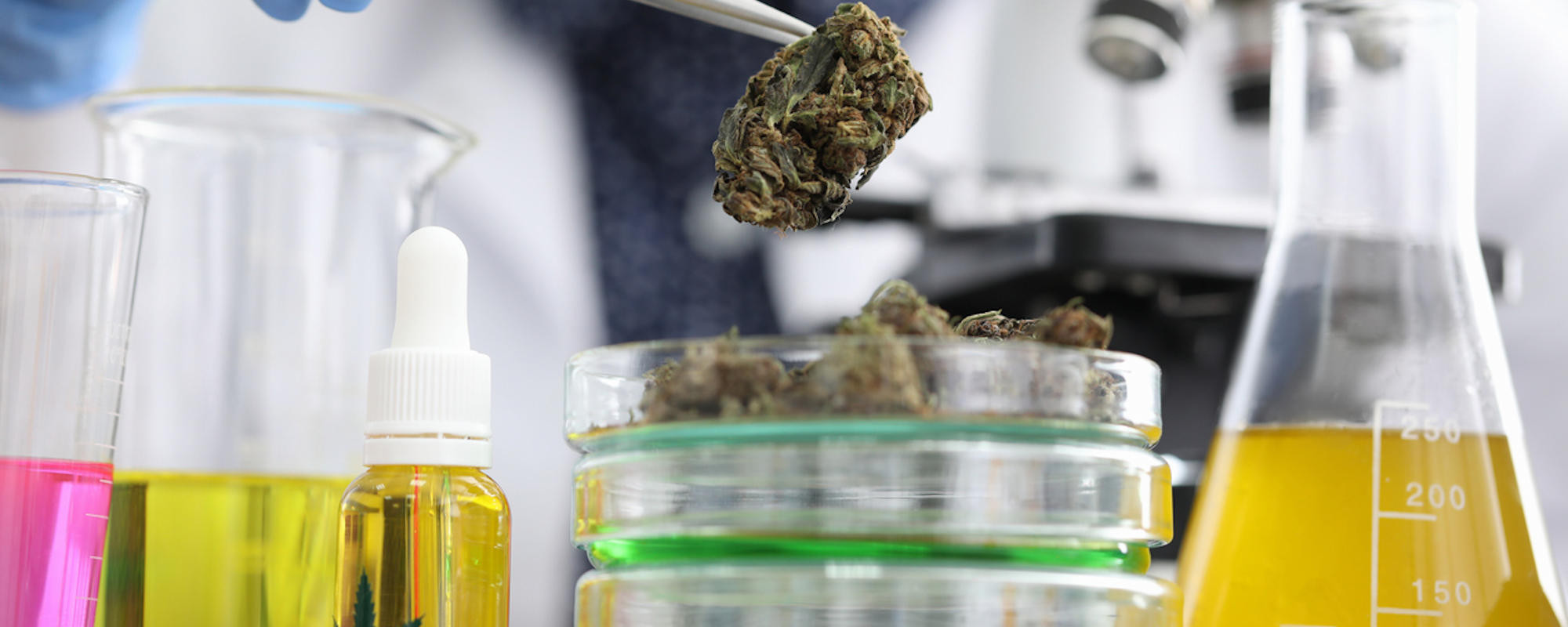 Key Considerations for Microbial Contaminants Testing in Cannabis