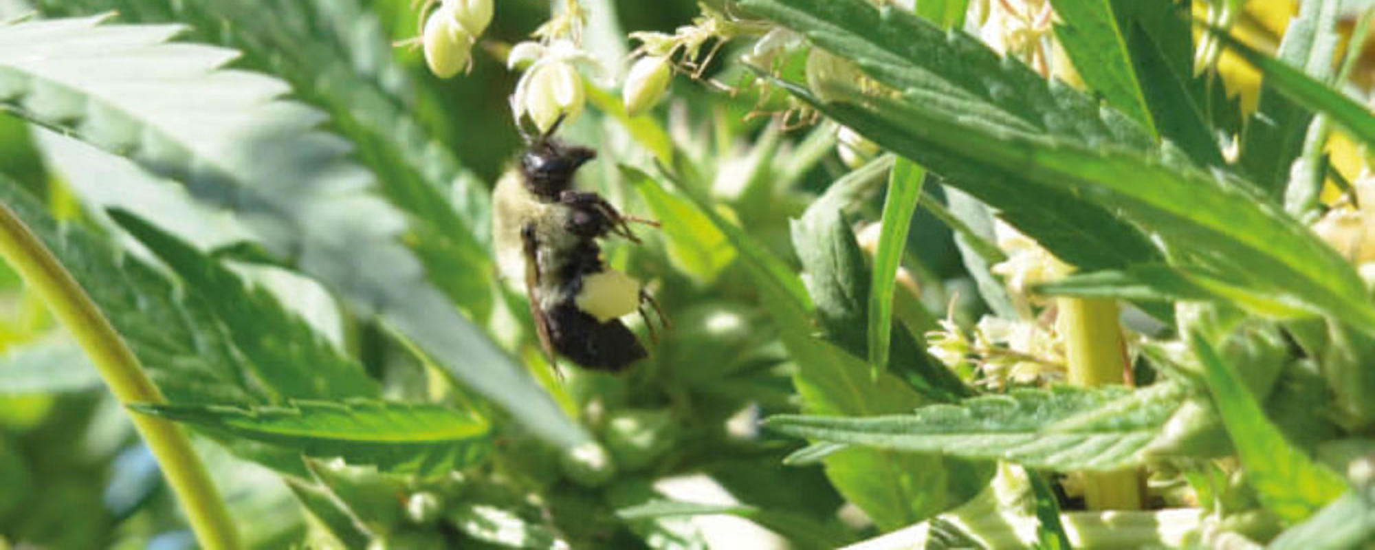 The Scientific Connections Between Hemp, Honey, and Bees