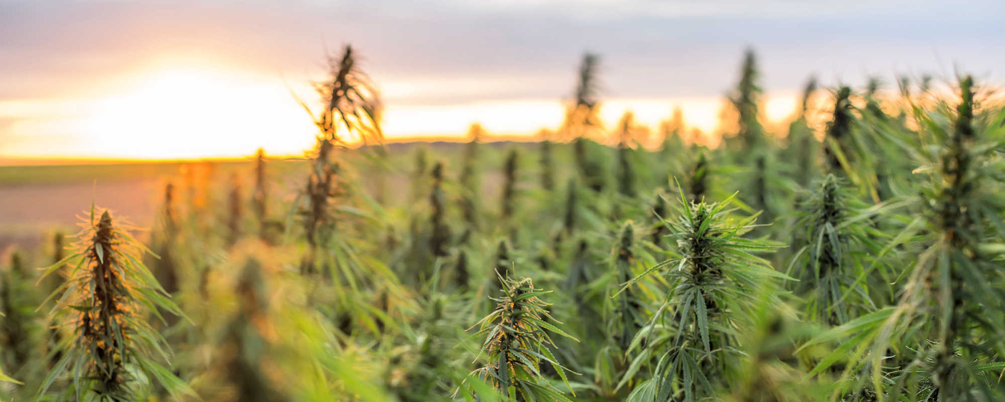 The Hemp Harvest in a Challenging Year