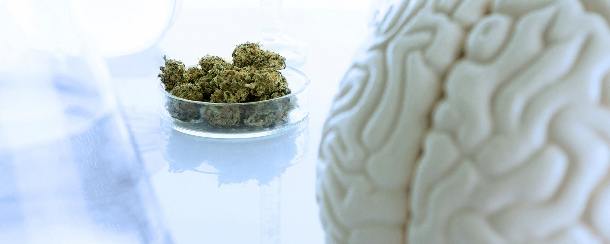 The Effects of Cannabis on Brain Development: Research Outlook