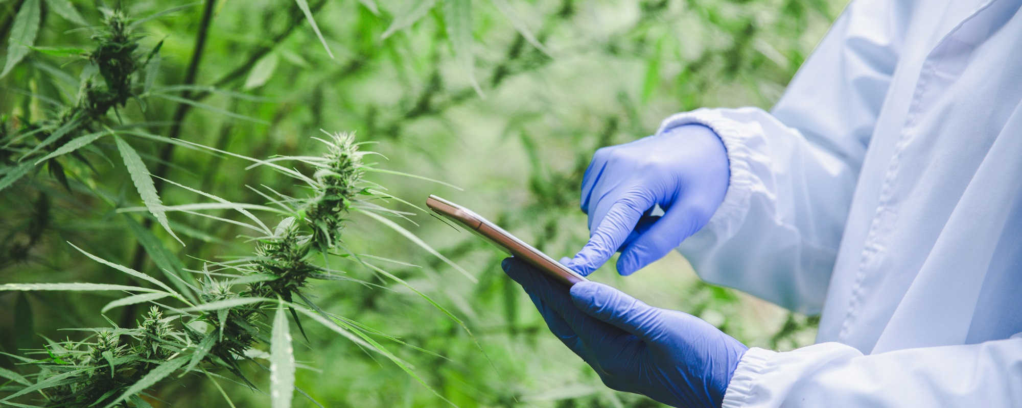 On-the-go Potency Testing for the Modern Cannabis Operation