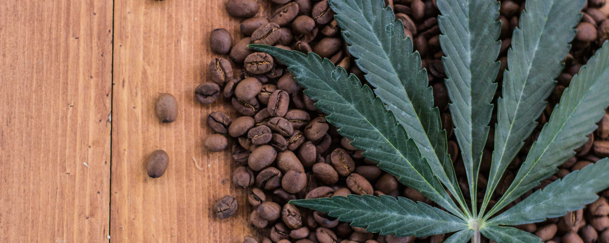 Cannabis vs Coffee: The Science Behind the Ultimate Extraction