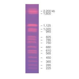 CHEF DNA Size Marker