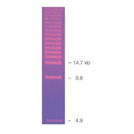 CHEF DNA Size Standard