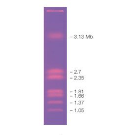 CHEF DNA Size Marker