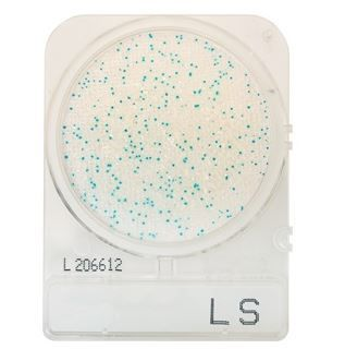 Hardy Diagnostics CompactDry™ LS, Listeria spp
