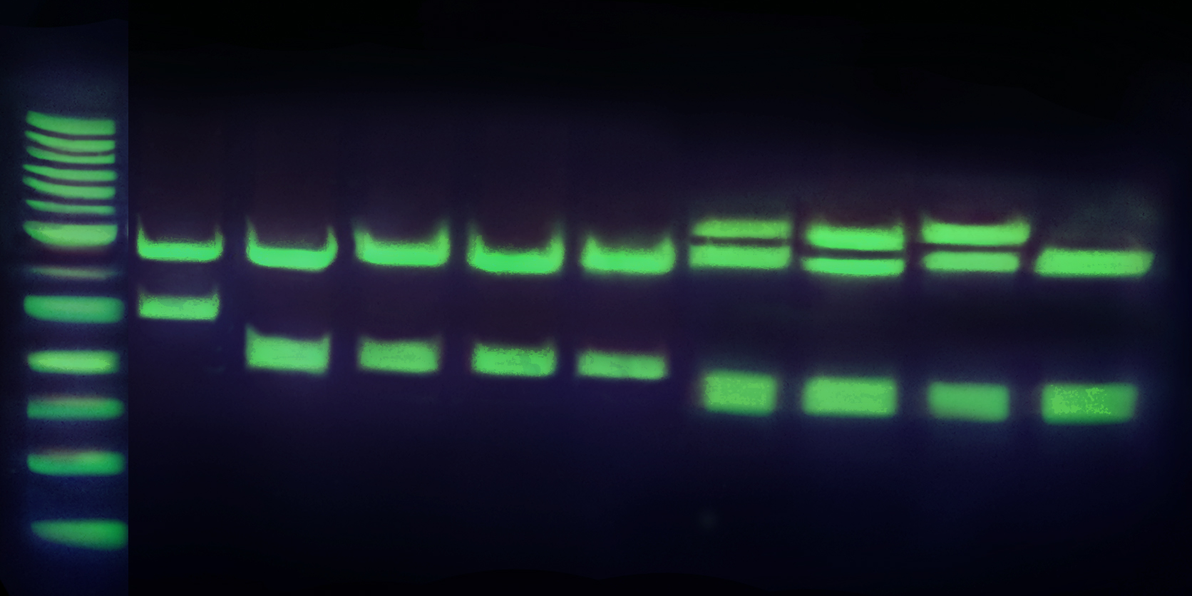 Safe-Green™ DNA Stain