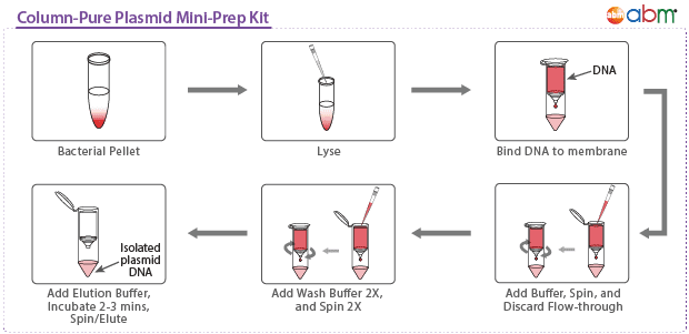 Column-Pure Plasmid Mini-Prep Kit