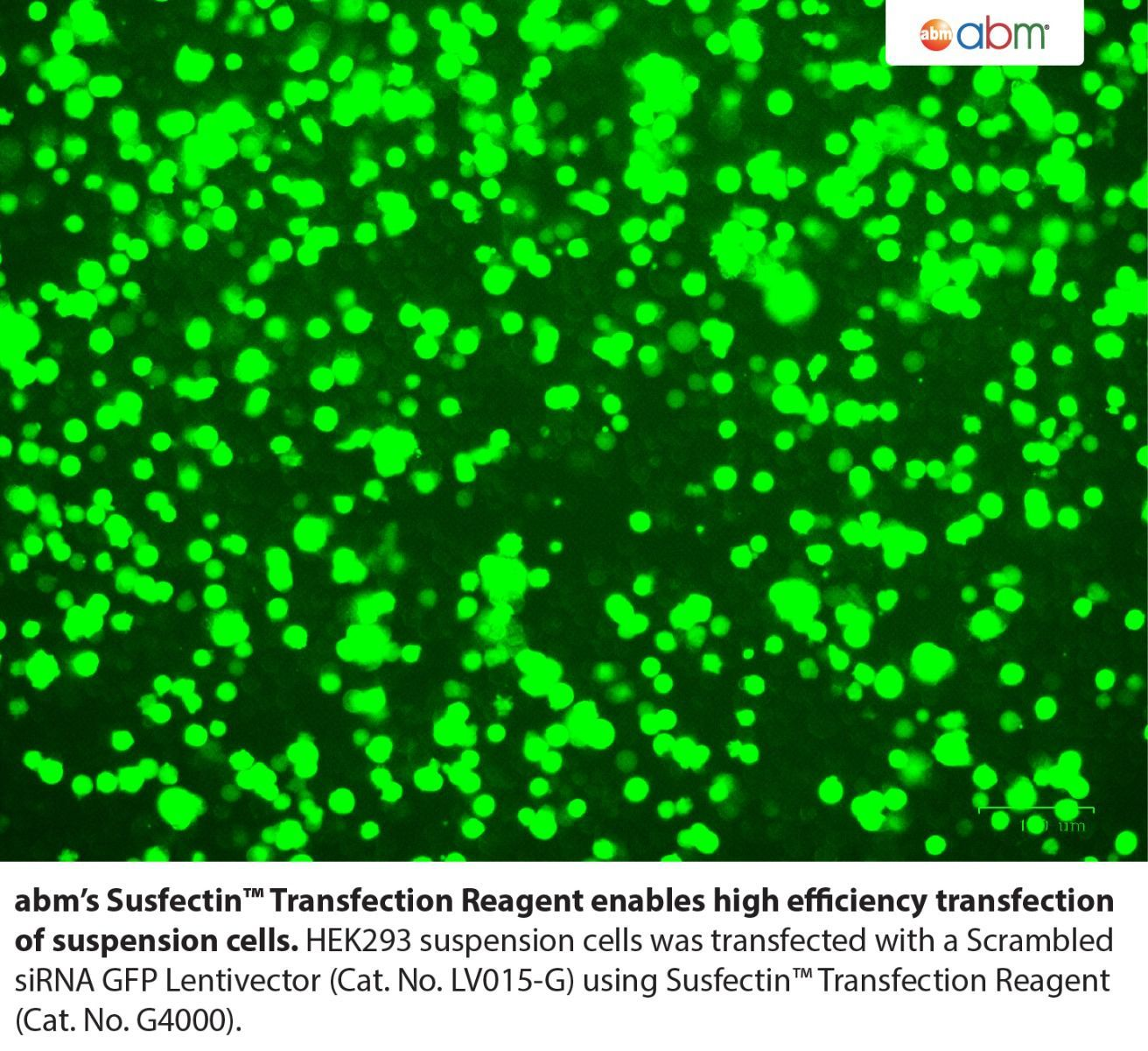 Susfectin™ Transfection Reagent