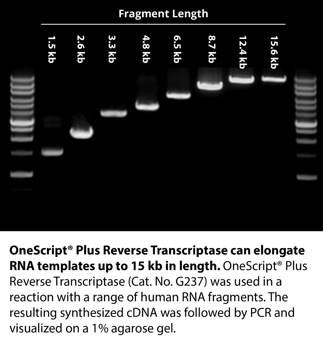 OneScript® Plus cDNA Synthesis Kit