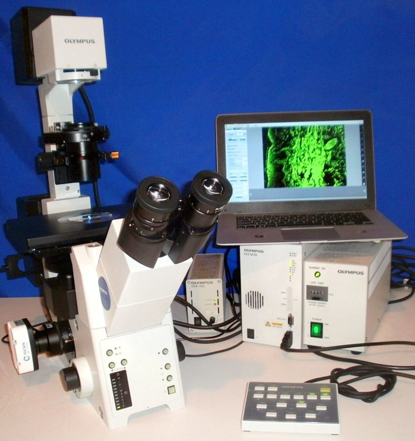 Olympus IX81 Inverted Fluorescence Automated Live cell Microscope