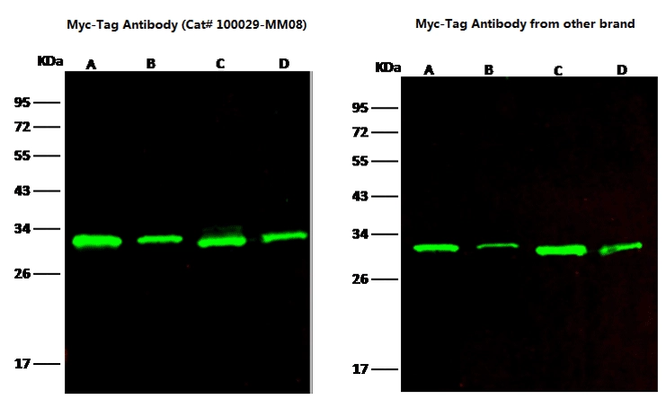 Anti-Myc Tag Antibody, Mouse MAb