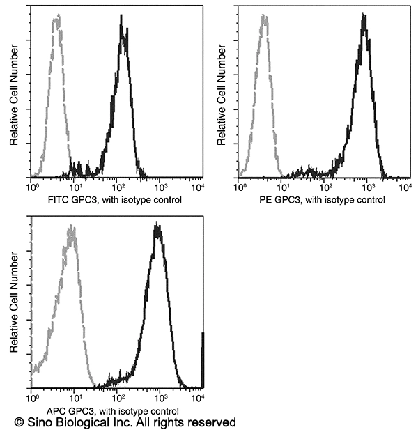 Glypican 3 / GPC3 / OCI-5 Antibody (FITC), Rabbit MAb