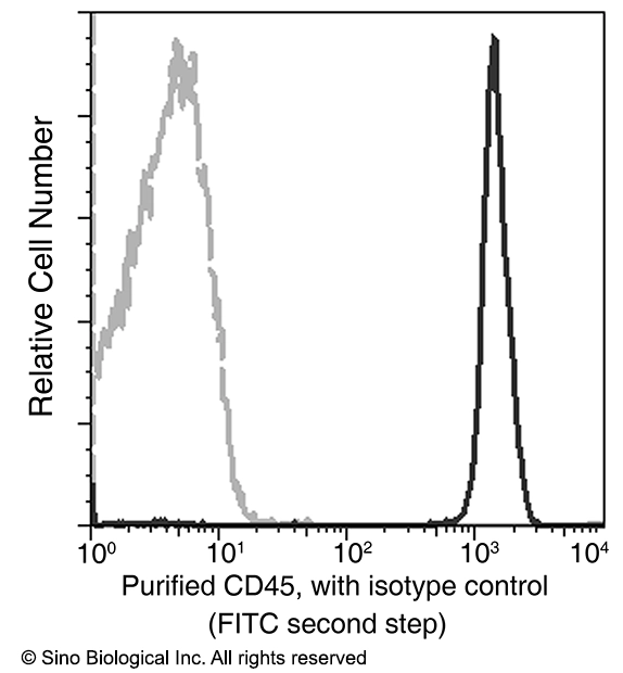 CD45 / PTPRC Antibody, Mouse MAb