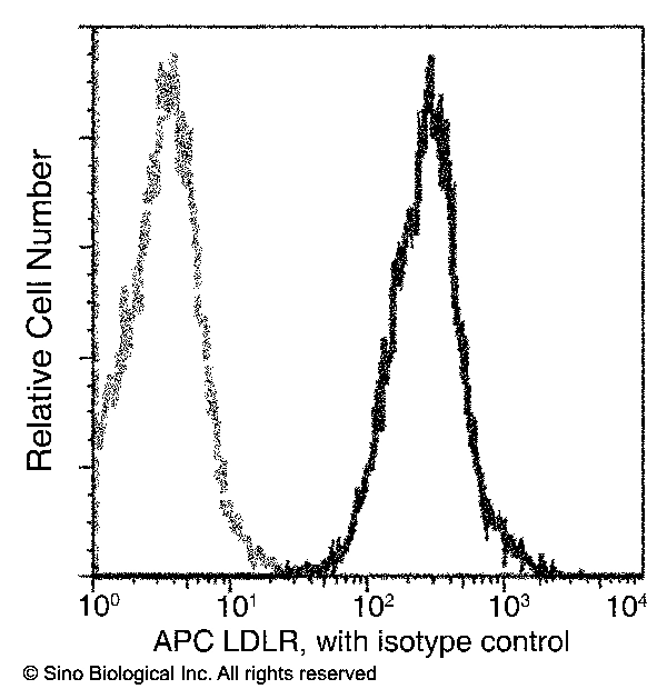 LDL Receptor / LDLR Antibody (APC), Rabbit MAb
