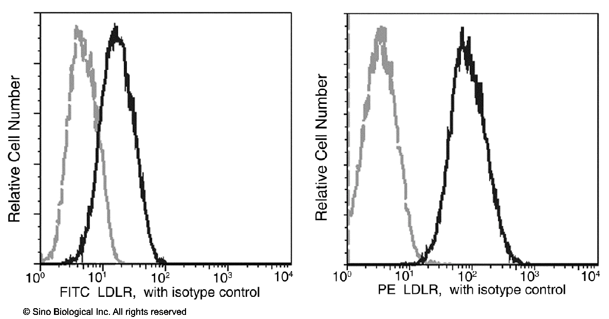 LDL Receptor / LDLR Antibody (PE), Rabbit MAb