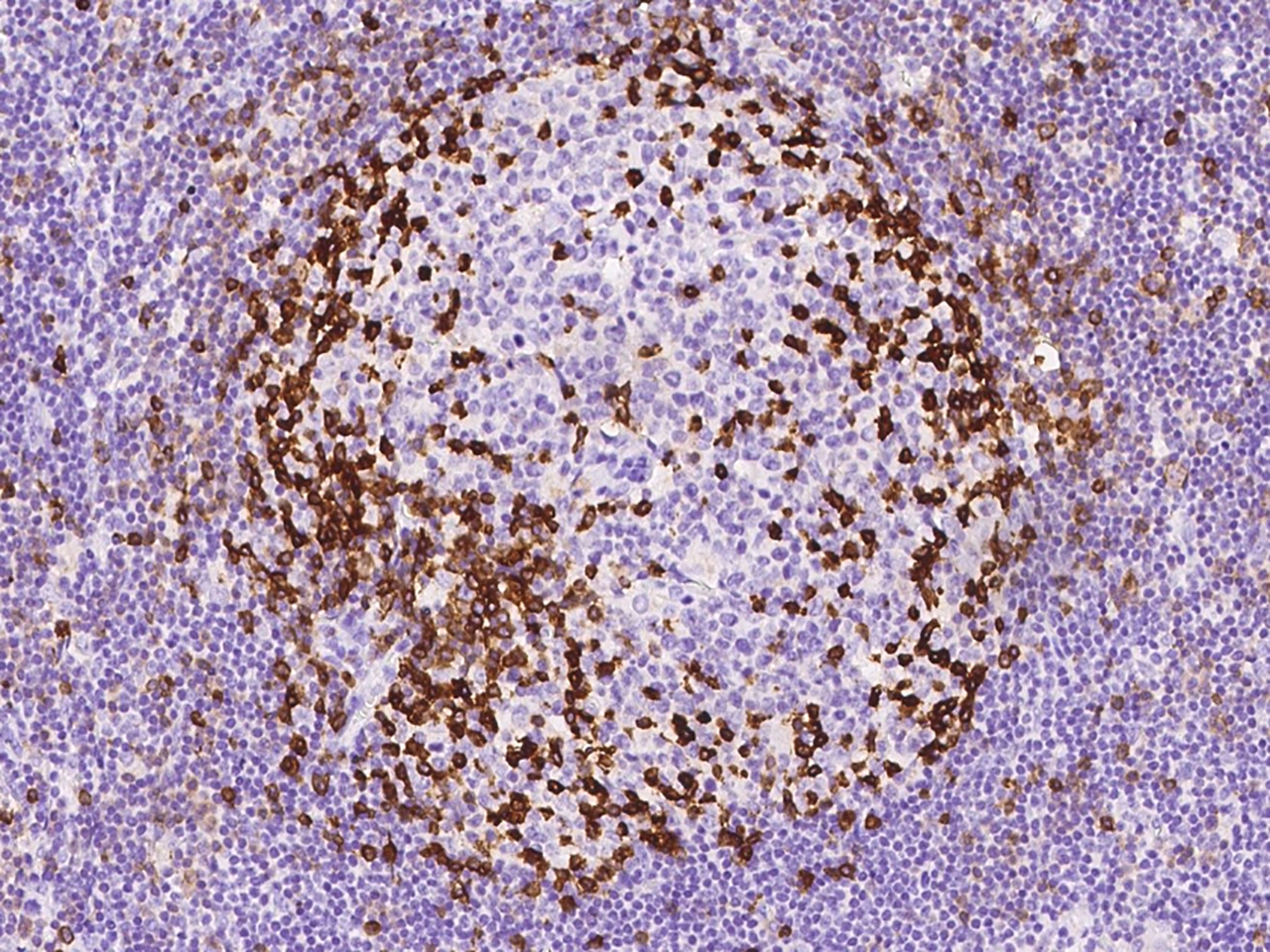 PD-1 Antibody, Mouse MAb