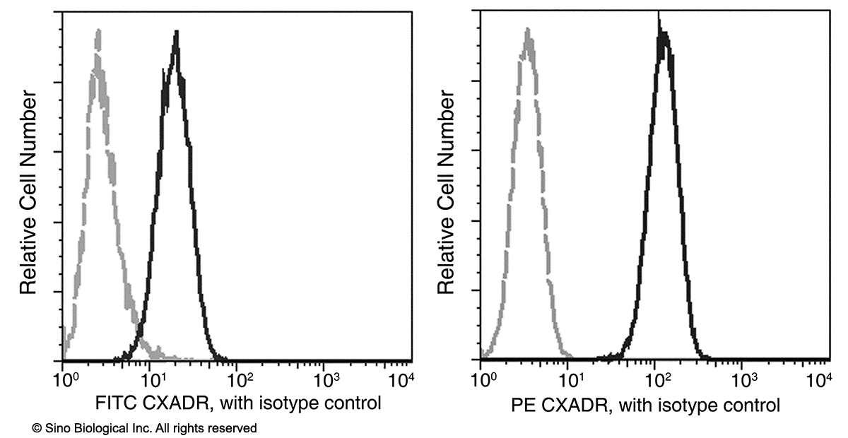 CXADR / CAR Antibody (PE), Rabbit MAb