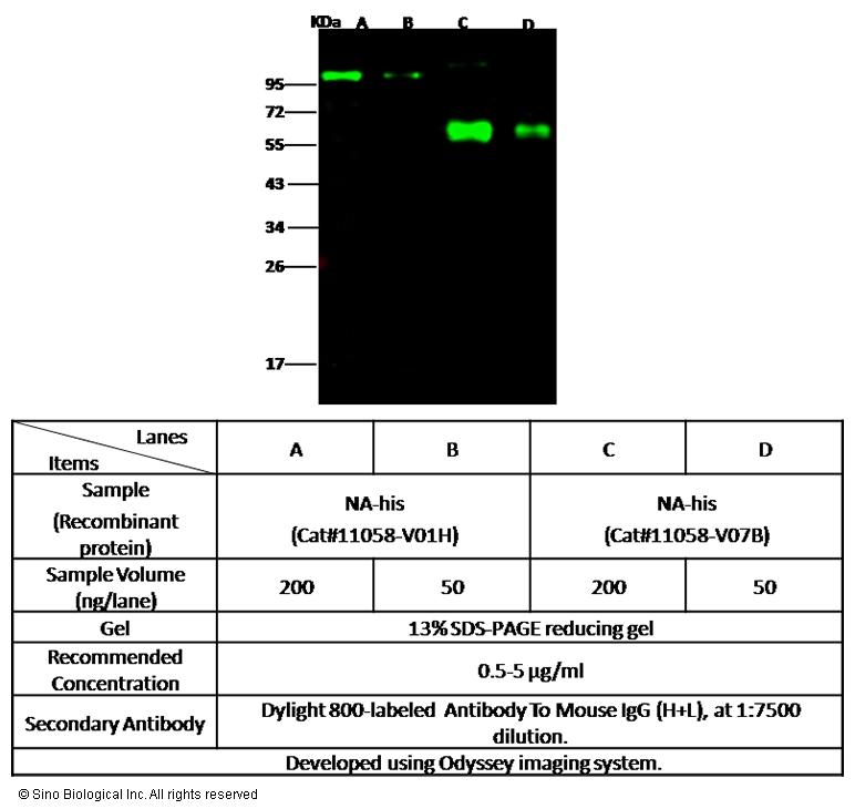 Influenza A H1N1 (Swine Flu 2009) Neuraminidase / NA Antibody, Mouse MAb