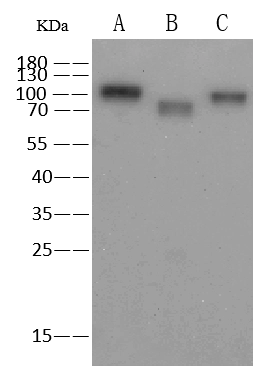 Influenza A H1N1 Hemagglutinin / HA Antibody, Mouse MAb