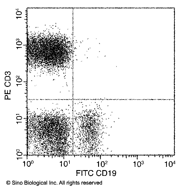 CD19 Antibody (FITC), Mouse MAb