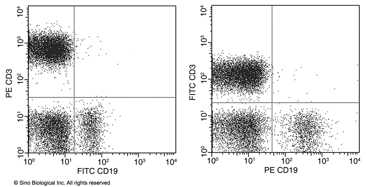 CD19 Antibody (PE), Mouse MAb