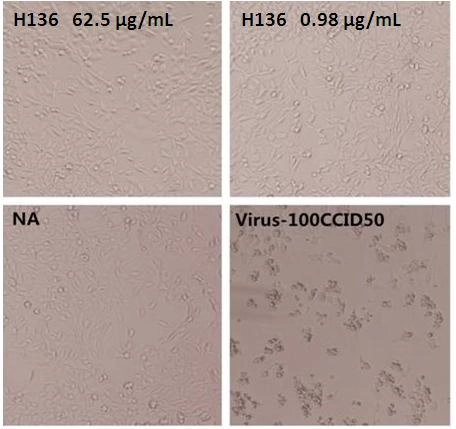 Enterovirus 71 VP1 Neutralizing Antibody