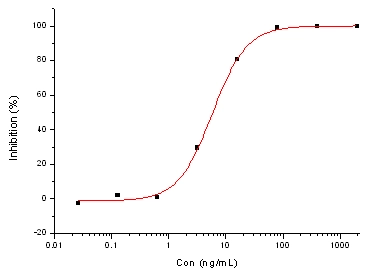 MERS-CoV Spike Antibody, Rabbit MAb