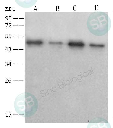 SARS-CoV / SARS-CoV-2 Nucleocapsid Antibody, Mouse MAb