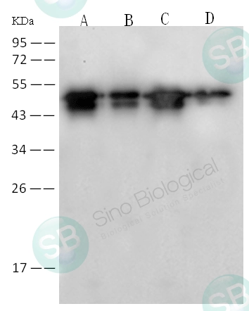 SARS-CoV / SARS-CoV-2 Nucleocapsid Antibody, Rabbit MAb