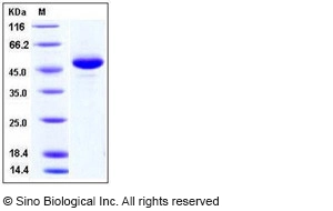 Human BLyS / TNFSF13B / BAFF Protein (Fc Tag)