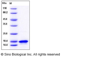 Human TNF-beta / TNFSF1 / Lymphotoxin alpha  Protein
