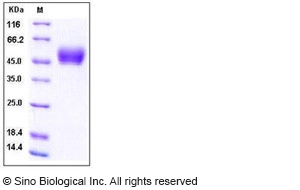 Human IL13 Protein (Fc Tag)