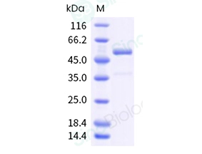 Human TNFSF14 / LIGHT / CD258 Protein (ECD, Fc Tag)