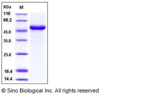 Human Interferon beta / IFN-beta / IFNB Protein (Fc Tag)
