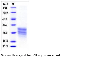 Human Cripto / TDGF1 Protein (His Tag)