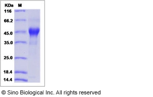 Human M-CSF / CSF-1 Protein (His Tag)