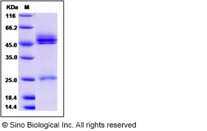 Mouse IL-23 (IL23A & IL12B Heterodimer) Protein