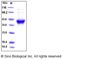 Human I-309 / CCL1 / TCA-3 Protein (Fc Tag)